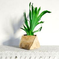 plant 30 am141