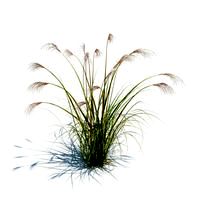 Miscanthus sinensis 053 am126