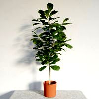 plant 21 am141