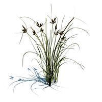 Bolboschoenus maritimus 114 am124