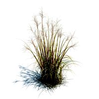 Miscanthus sacchariflorus 056 am126