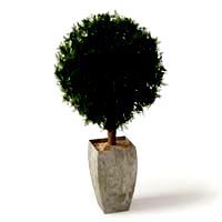 plant 30 AM41
