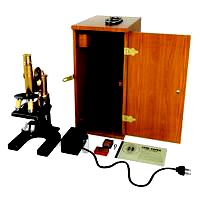 Quercus petraea Plant 39 AM61