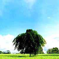 Aesculus Plant 17 AM58