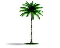 Cocos nucifera 36 AM03 Cd4