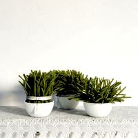 plant 32 am141