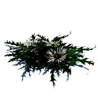Carlina acaulis 123 am126