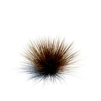 Andropogon scoparius 096 am126