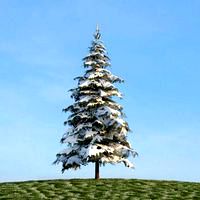 Picea 28 am113