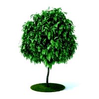 plant 26 am105