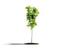 Plant 18 AM04 C4D