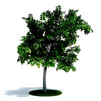 Citrus limon Plant 35 AM61