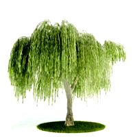 Plant 36 AM52