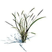 alopecurus geniculatus 039 am126