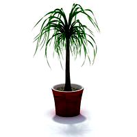 Plant 50 AM31