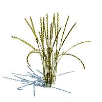 Lolium perenne 078 am124