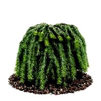 Plant 42 AM52 C4D