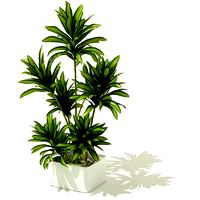 plant 50 AM41