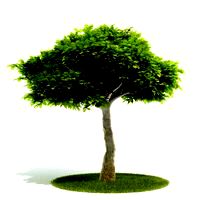 Plant 35 AM52