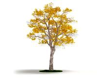 Platanus autumn 22 AM03 Cd4