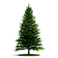 Pinus Plant 19 AM58