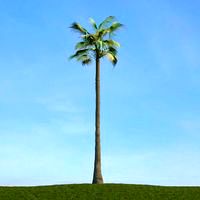 Washingtonia filifera 72 am113