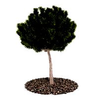 Plant 40 AM52 C4D