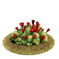 Echinocereus triglochidiatus Plant 57 AM61