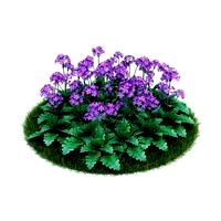 Primula sieboldii 042 AM86