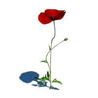 Papaver rhoeas 097 am124