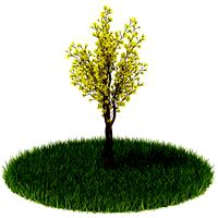 Plant 42 AM42