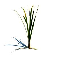 Typha latifolia 064 am124