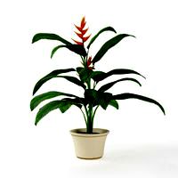 Plant 26 AM75