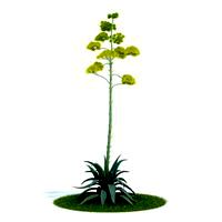 Agave americana Plant 44 AM61