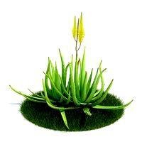 Aloe vera Plant 45 AM61