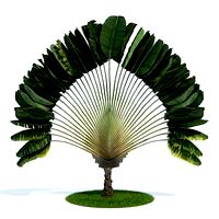 Ravenala madagascariensis Plant 52 AM61