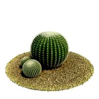 Echinocactus grusonii Plant 56 AM61