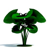 Licuala orbicularis Plant 40 AM61