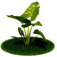 Plant 35 AM42