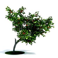 Prunus armeniaca Plant 37 AM61