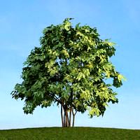 Staphyella pinnata 60 am113