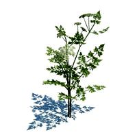 Aethusa cynapium 035 am124