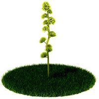 Plant 40 AM42