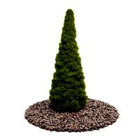 Plant 39 AM52