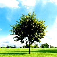 Papaver rhoeas 098 am124