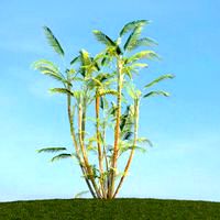 Dypsis lutescens 75 am113