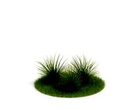 Agave stricta 30 AM03 Cd4