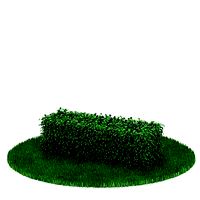 Plant 37 AM31