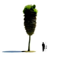 Copernicia macroglossa 35 AM85