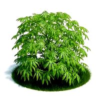 Fatsia Plant 10 AM61